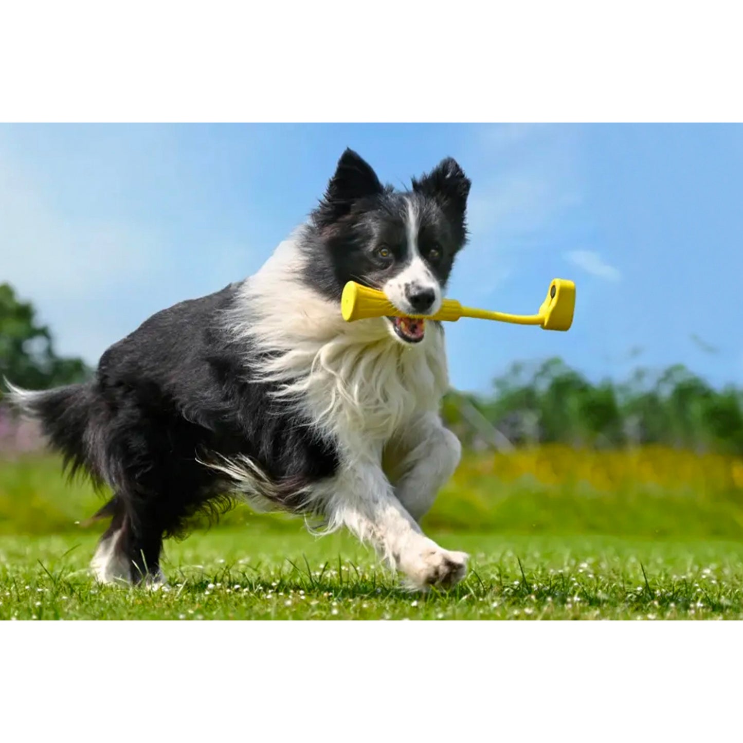 GO 3 aportovací hračka pro psy