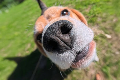 GO 3S makro objektiv